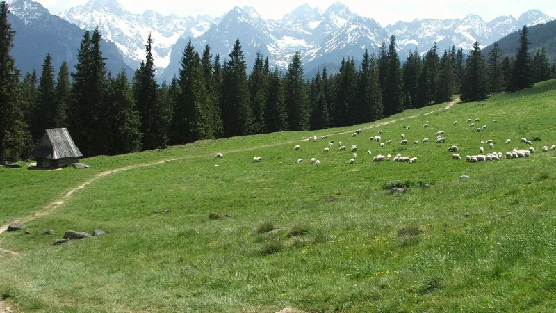 Rusinowa Polana